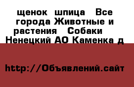 щенок  шпица - Все города Животные и растения » Собаки   . Ненецкий АО,Каменка д.